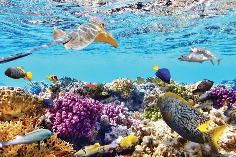 tour-nha-trang-nghi-duong-19